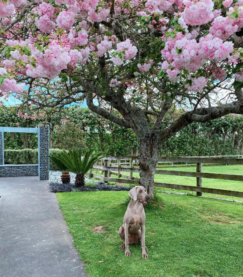 Unique Equestrian Lifestyle Bed & Breakfast Tamahere Exterior foto